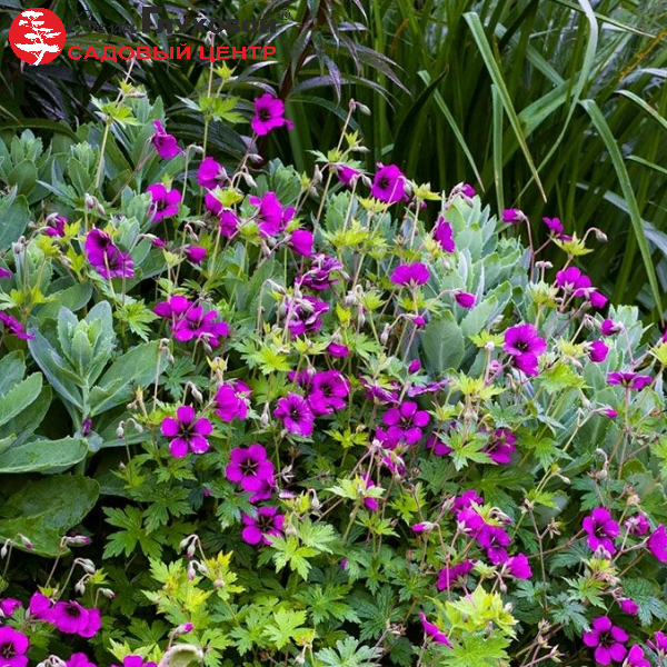 Основное изображение товара