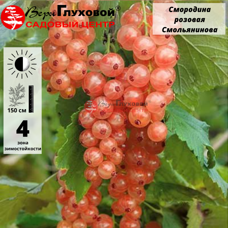 Смородина розовая Смольянинова