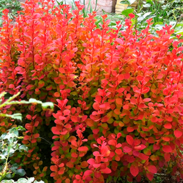 Основное изображение товара