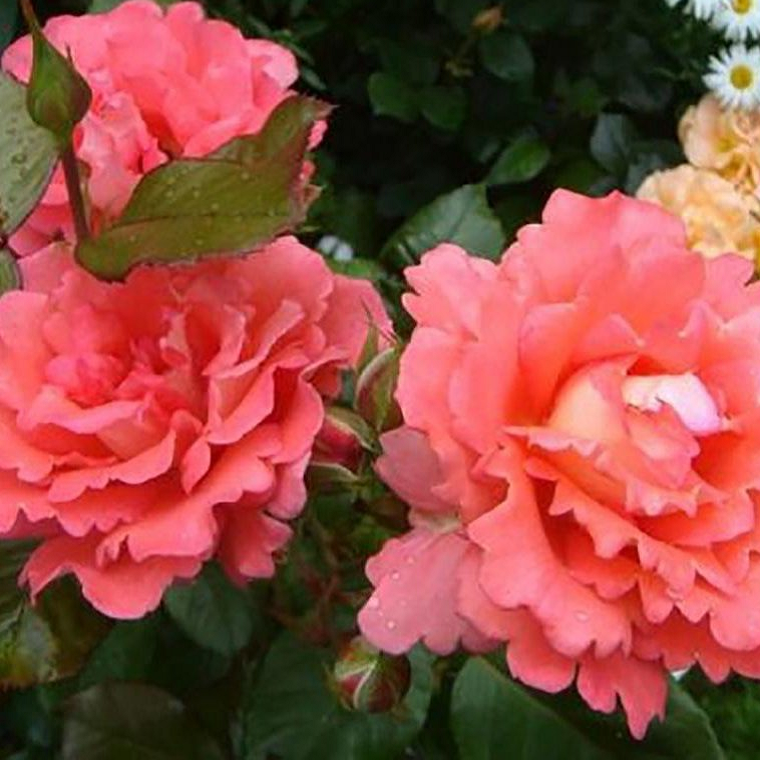 Основное изображение товара