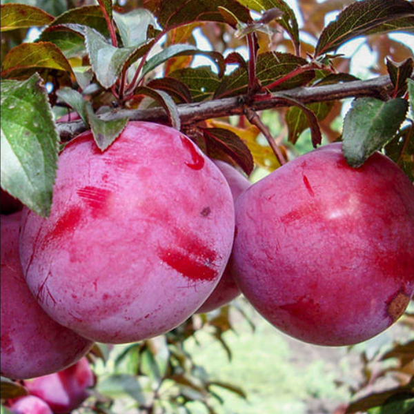 Основное изображение товара