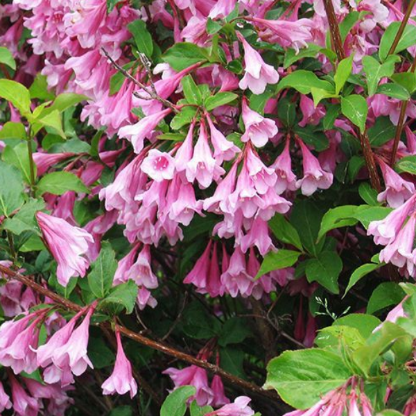 Основное изображение товара