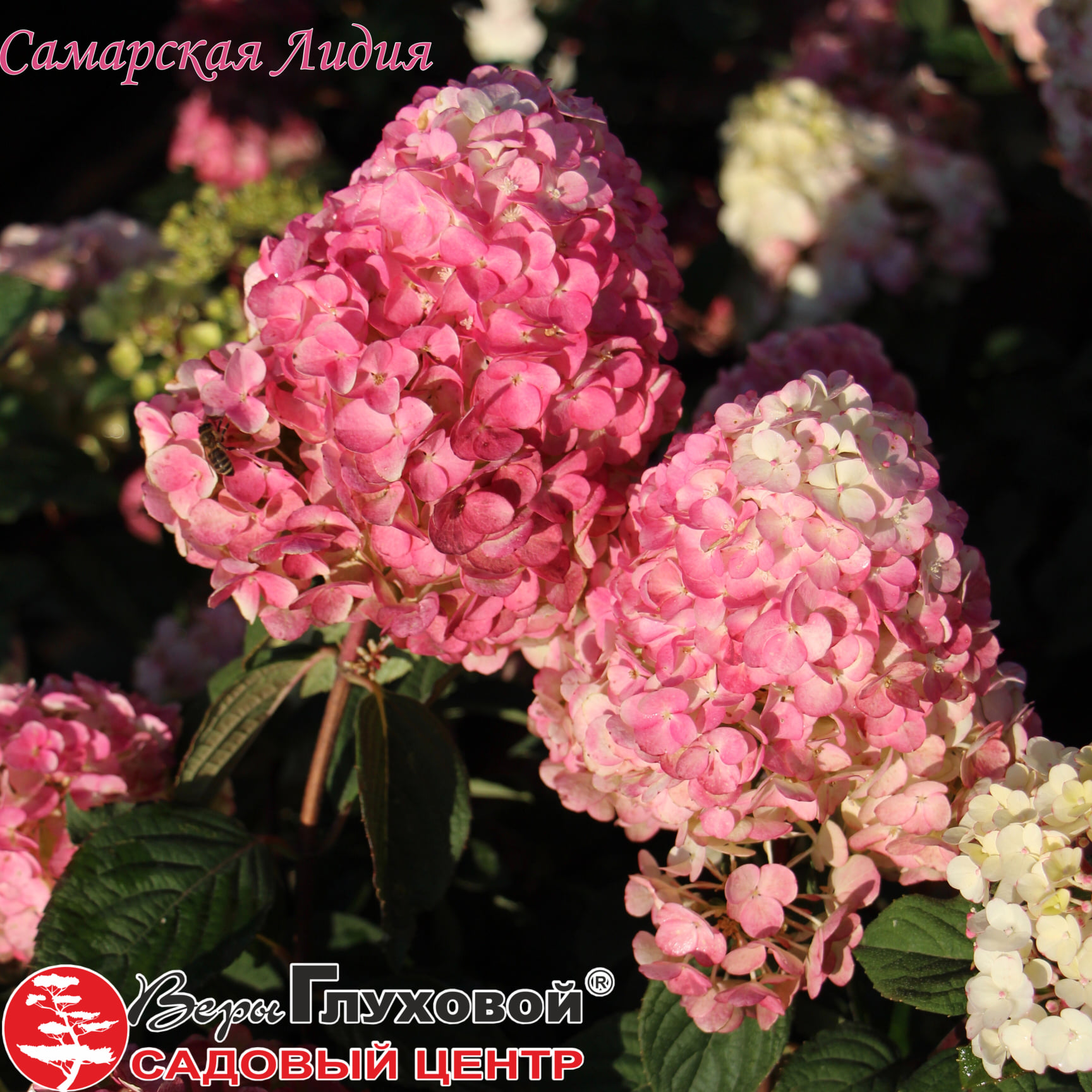 Описание сорта "Самарская Лидия" Описание сорта "Самарская Лидия"