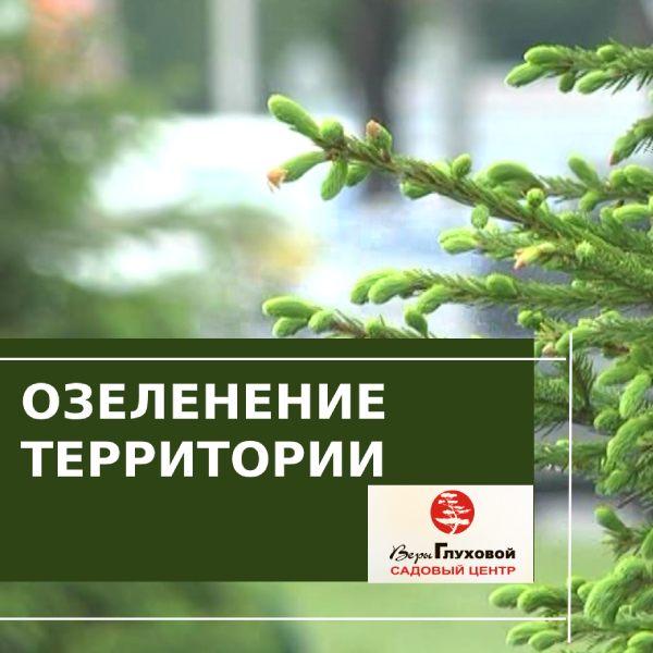 Проект по озеленению Проект по озеленению