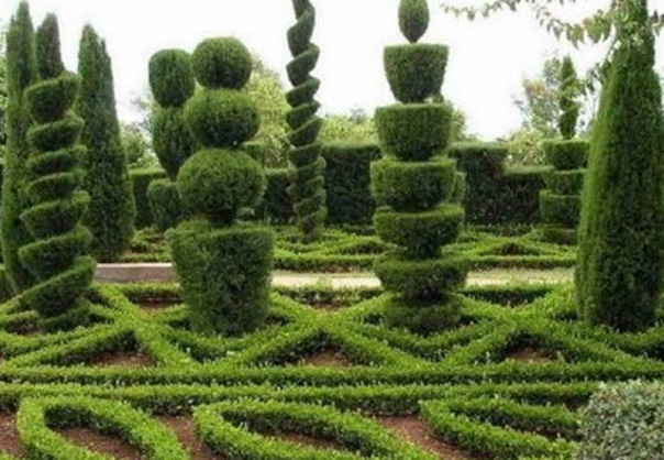 Формирование хвойных, как придать форму Формирование хвойных, как придать форму