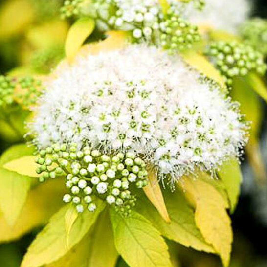 Спирея японская Вайт Голд