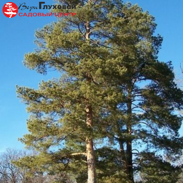 Основное изображение товара