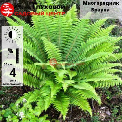 Основное изображение товара