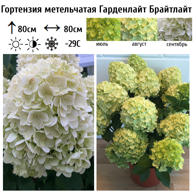Гортензия метельчатая Гарденлайт Брайтлайт