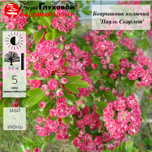 Боярышник колючий "Пауль Скарлет"