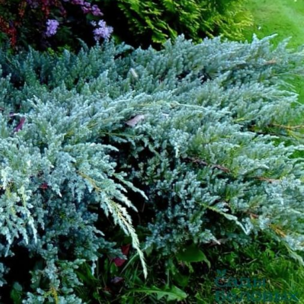 Можжевельник чешуйчатый "Блю Карпет" Juniperus squamata «Blue Carpet»