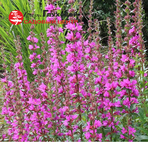 Основное изображение товара