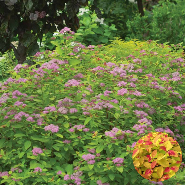 Основное изображение товара