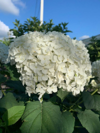 Гортензии в цвете