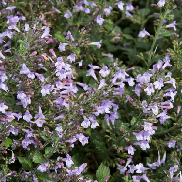 Основное изображение товара