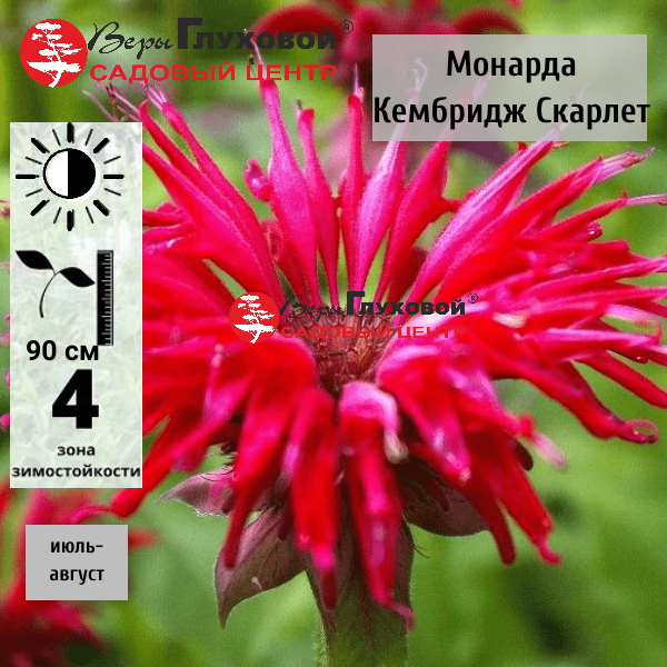 Основное изображение товара