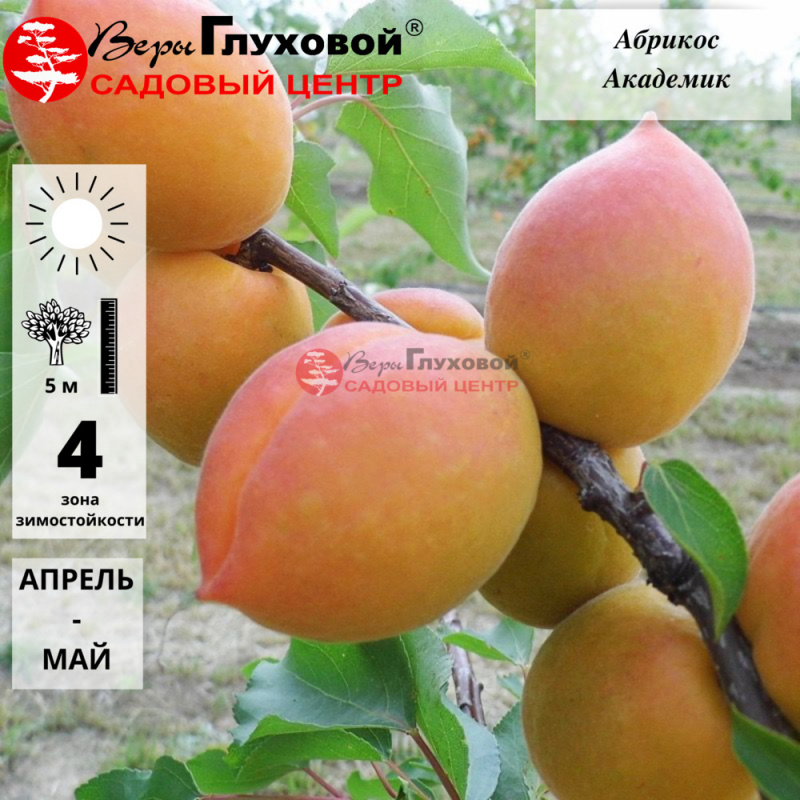 Абрикос Академик (средний сорт)