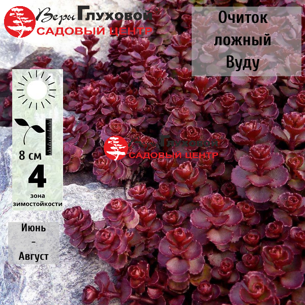 Очиток ложный  Вуду