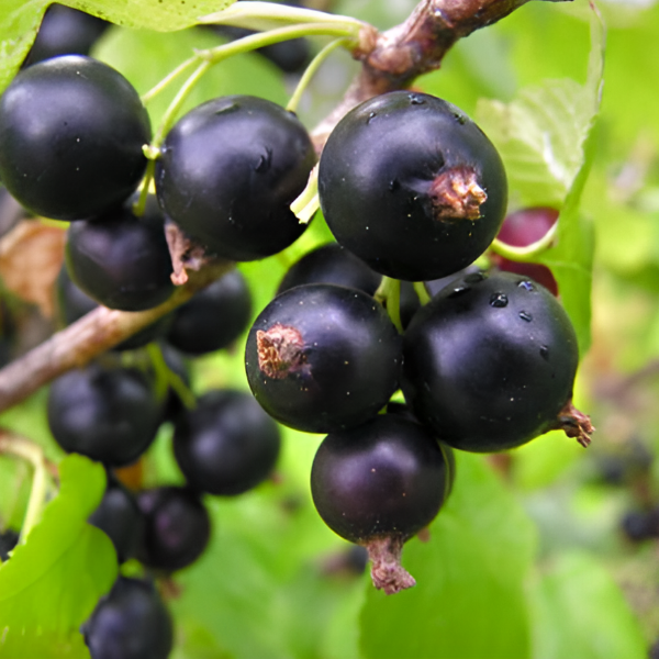 Смородина черная Памяти Потапенко