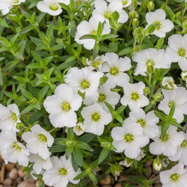 Основное изображение товара