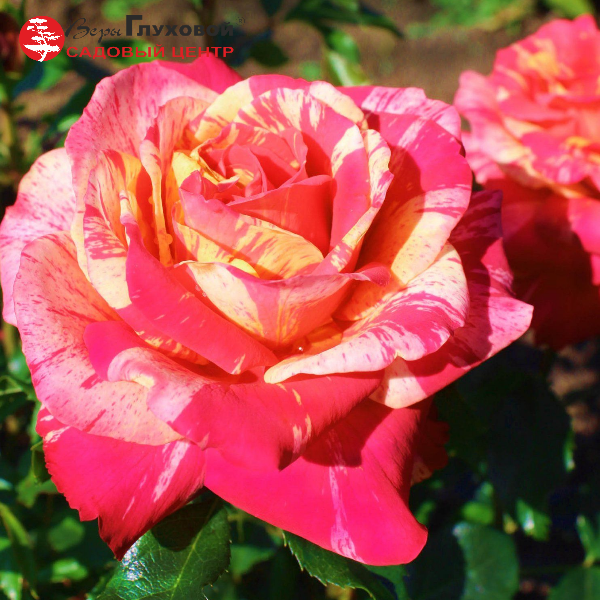 Основное изображение товара