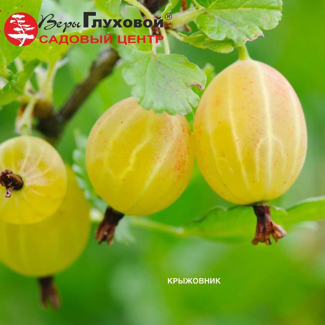 Доступные сорта крыжовника Доступные сорта крыжовника