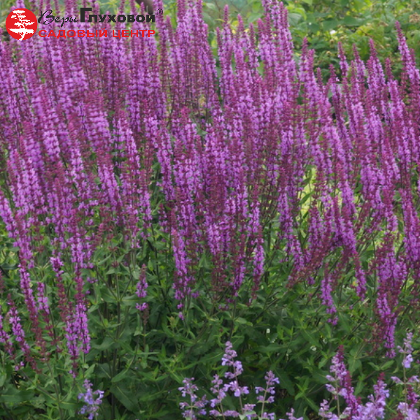 Основное изображение товара