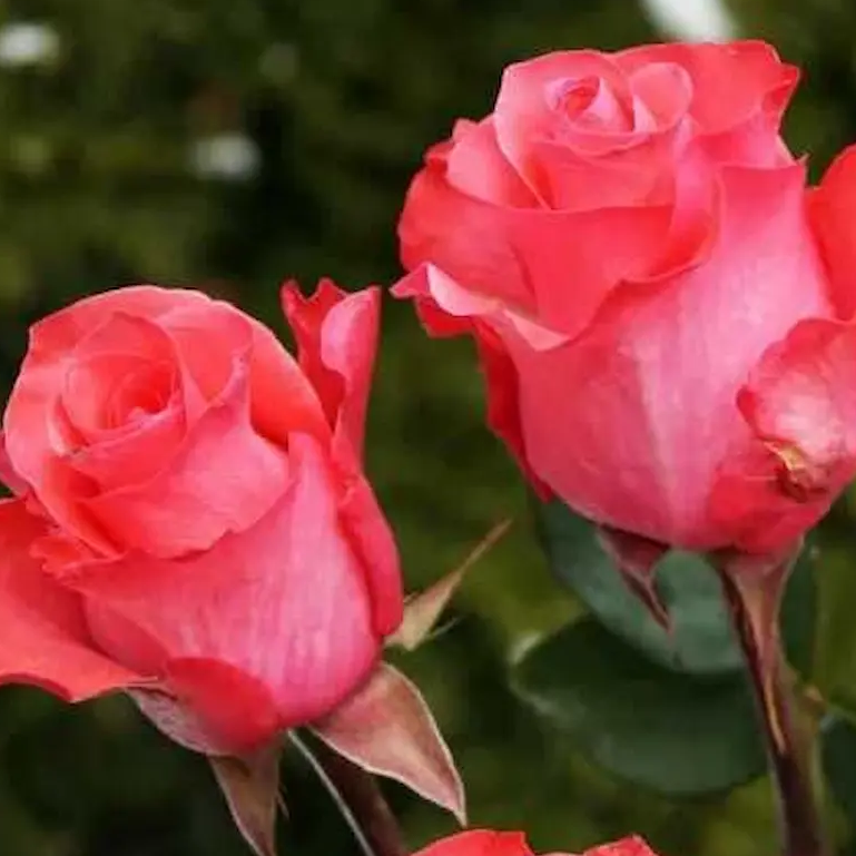 Основное изображение товара