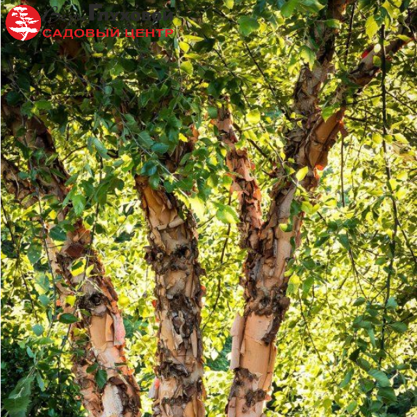 Основное изображение товара