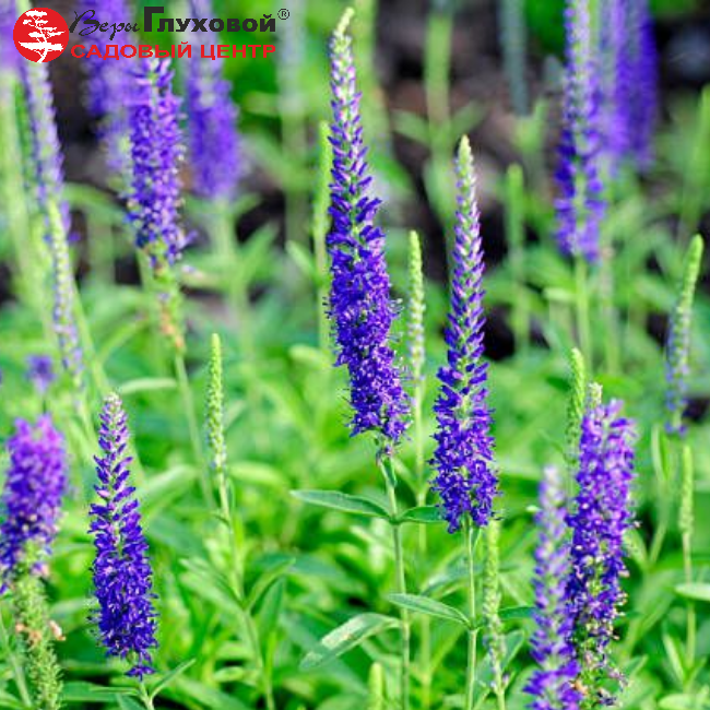 Основное изображение товара