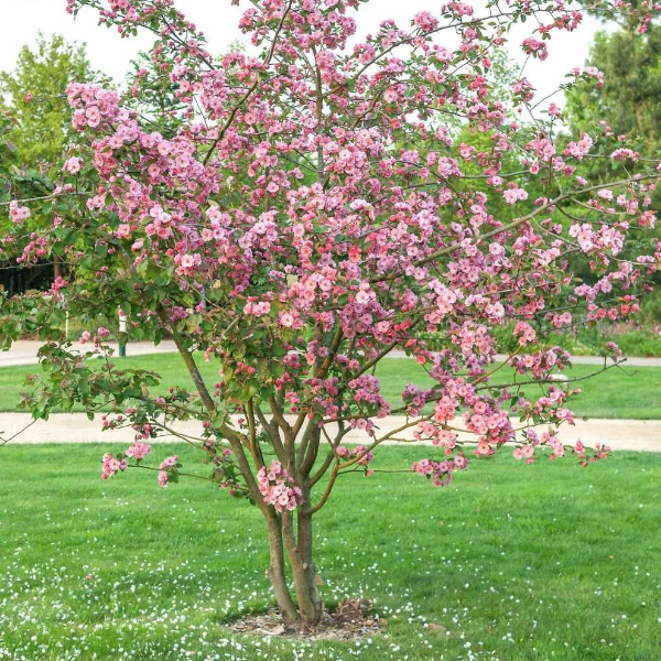 Основное изображение товара