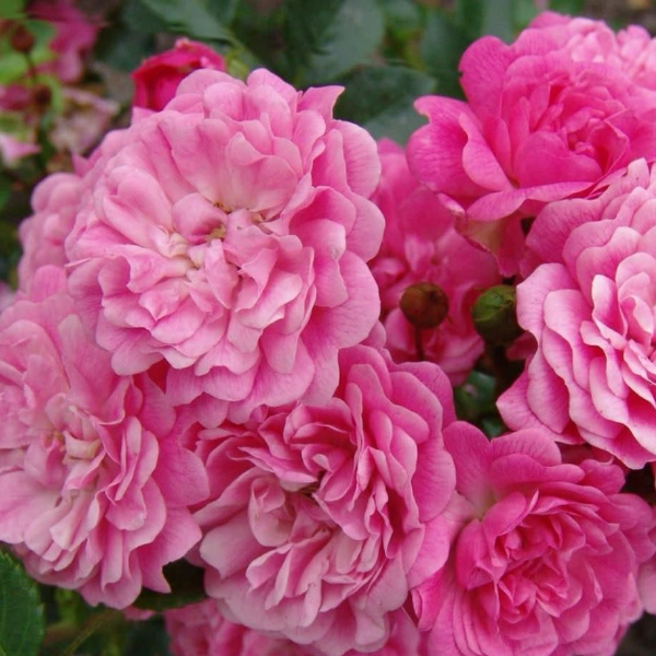 Основное изображение товара