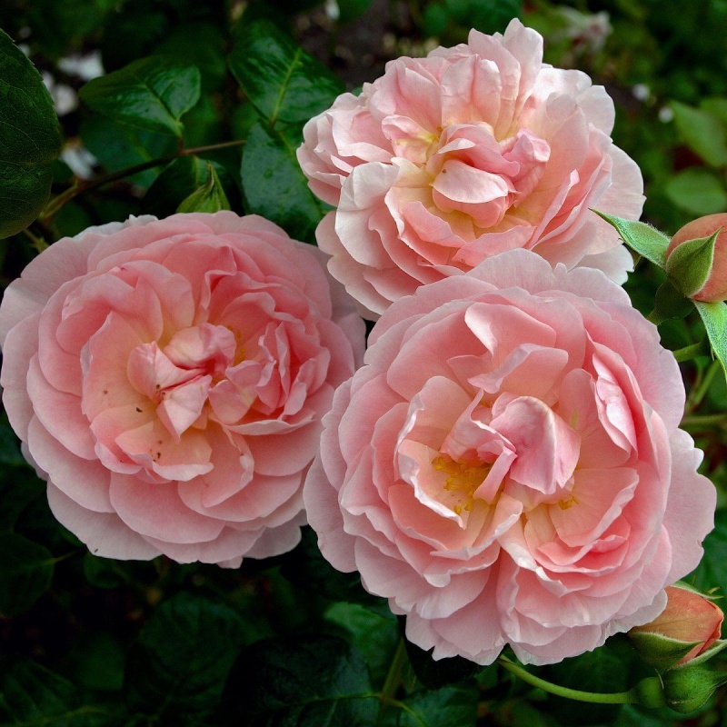 Основное изображение товара