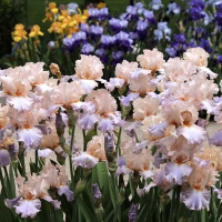 Описание Ириса Селебрейшен Сонг