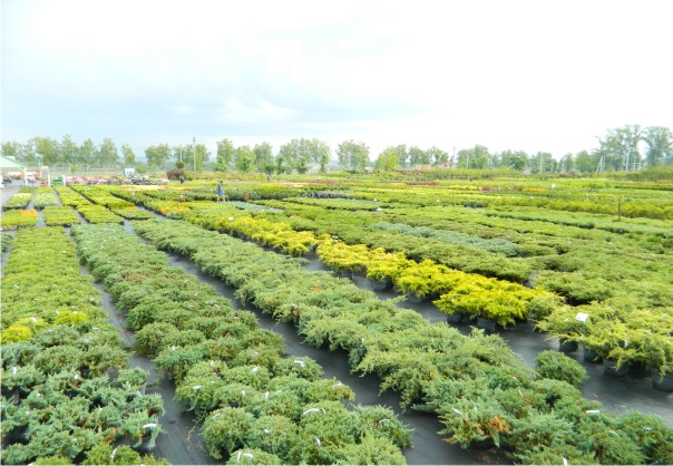 Уход за уличными растениями Уход за уличными растениями