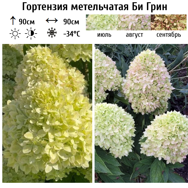 Гортензия метельчатая Би Грин