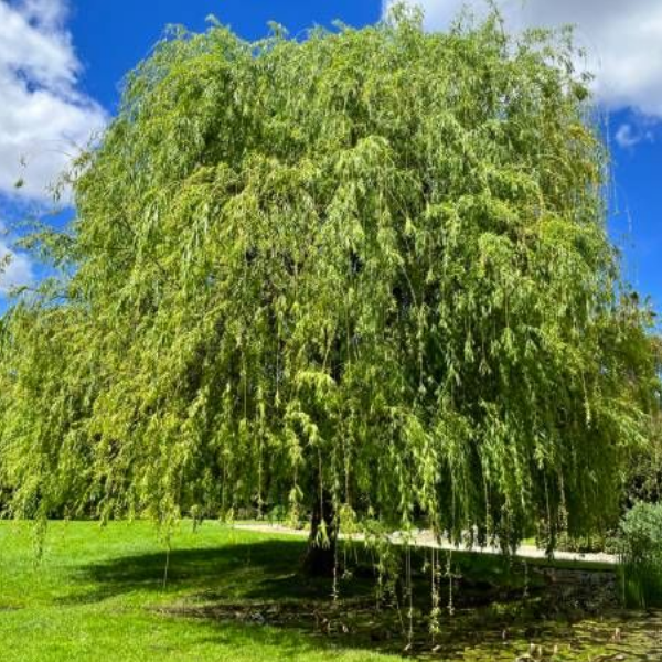 Основное изображение товара