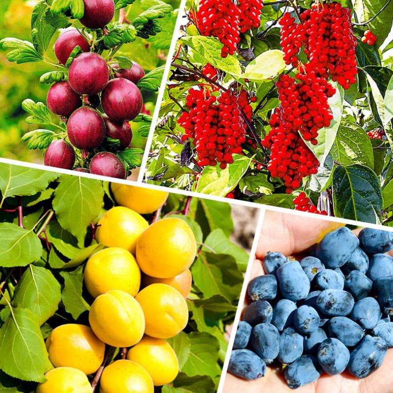 Новое поступление плодовых растений