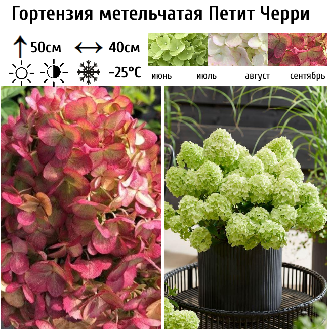 Основное изображение товара