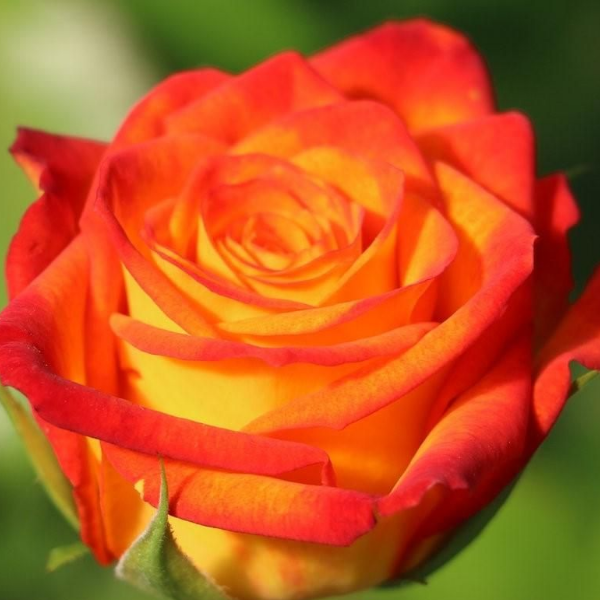 Основное изображение товара