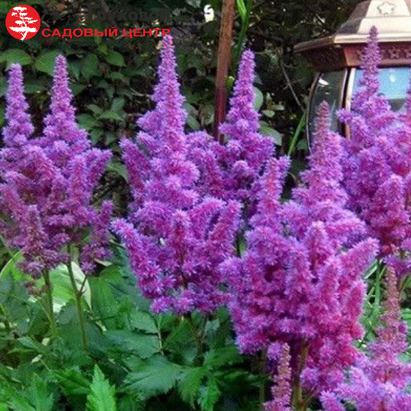 Основное изображение товара