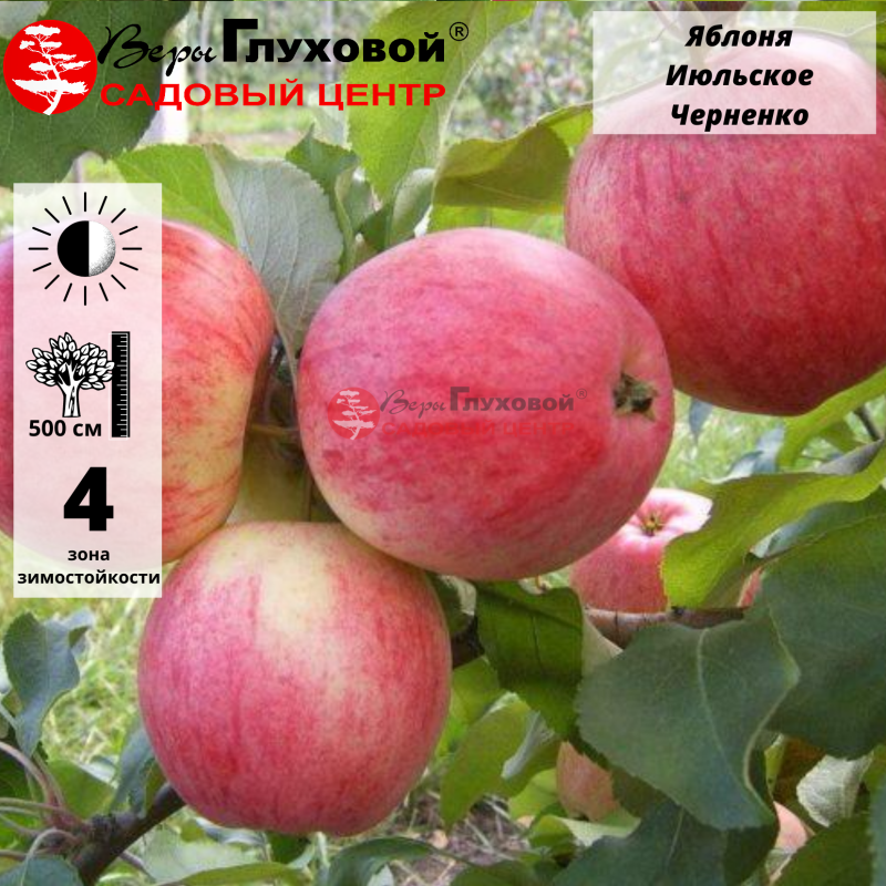 Яблоня Июльское Черненко