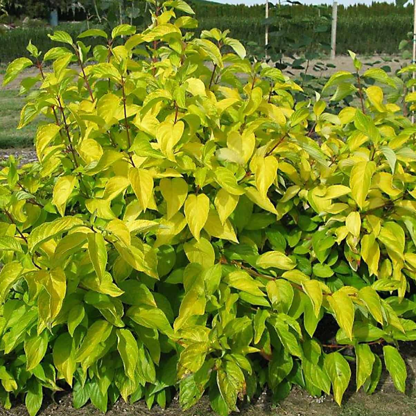 Основное изображение товара