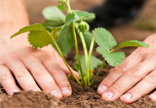 Посадка земляники Посадка земляники