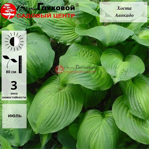 Основное изображение товара