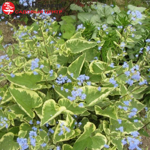 Основное изображение товара