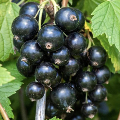 Смородина Селеченская черная (ранняя)