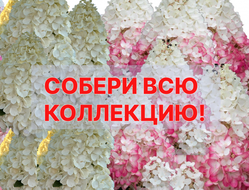 Все королевы - в твоем саду 