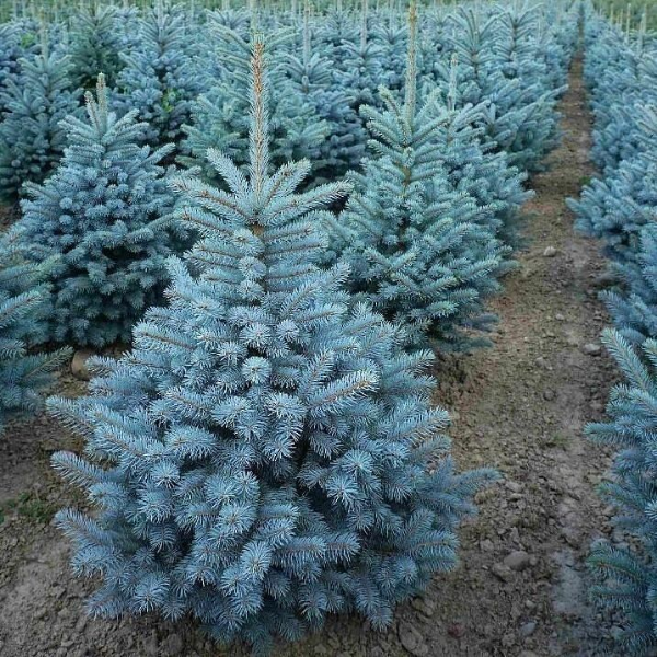 Основное изображение товара