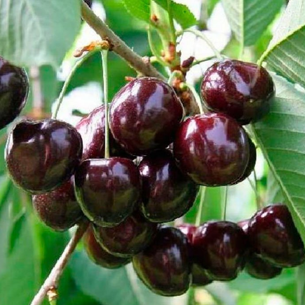 Основное изображение товара